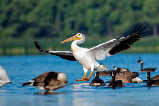 Discover the Majestic Birds of Lake Livingston